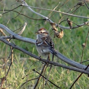 3rd Nov 2014 - American Tree Sparrow