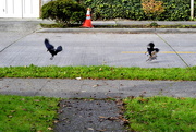 2nd Nov 2010 - Crow Bomb