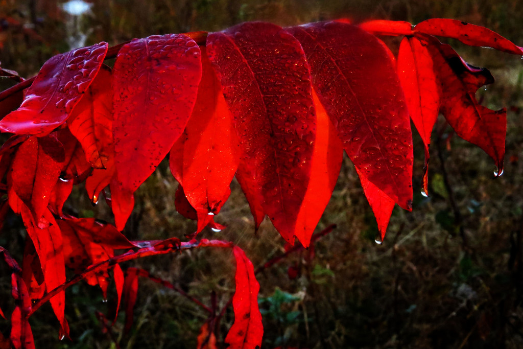 This Sumac Must be Tough! by milaniet