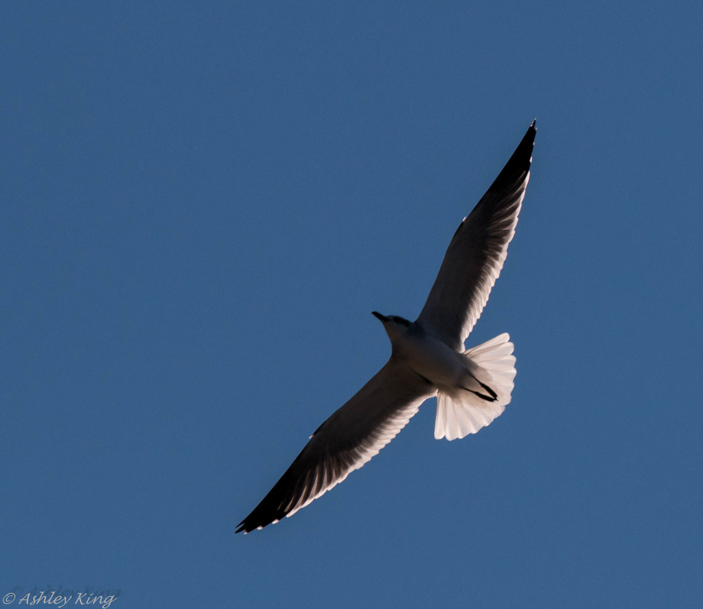 Soaring seagull by shesnapped