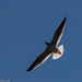 Soaring seagull by shesnapped