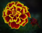 2nd Nov 2014 - (Day 262) - Red & Yellow