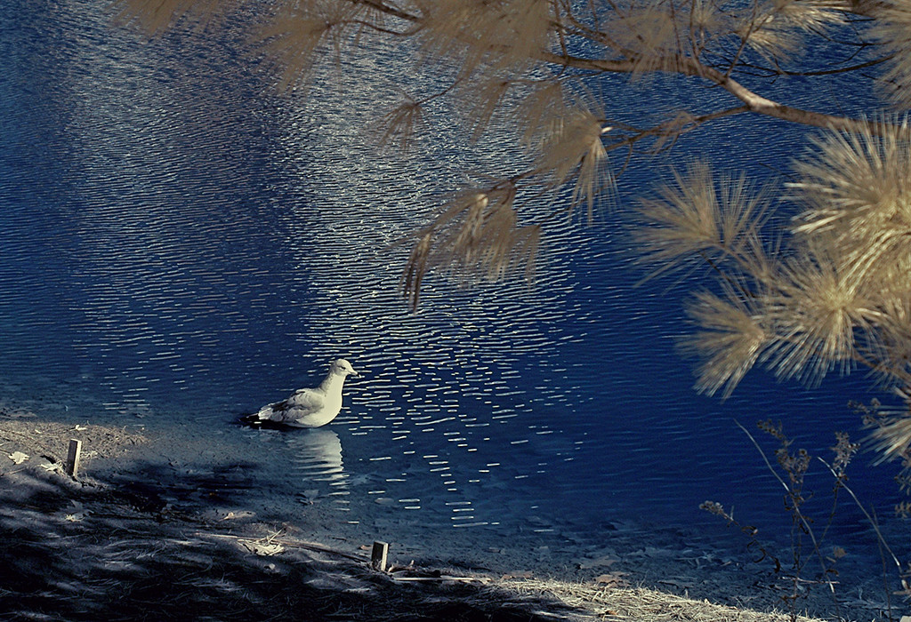 Seagull and Golden Pines by gardencat