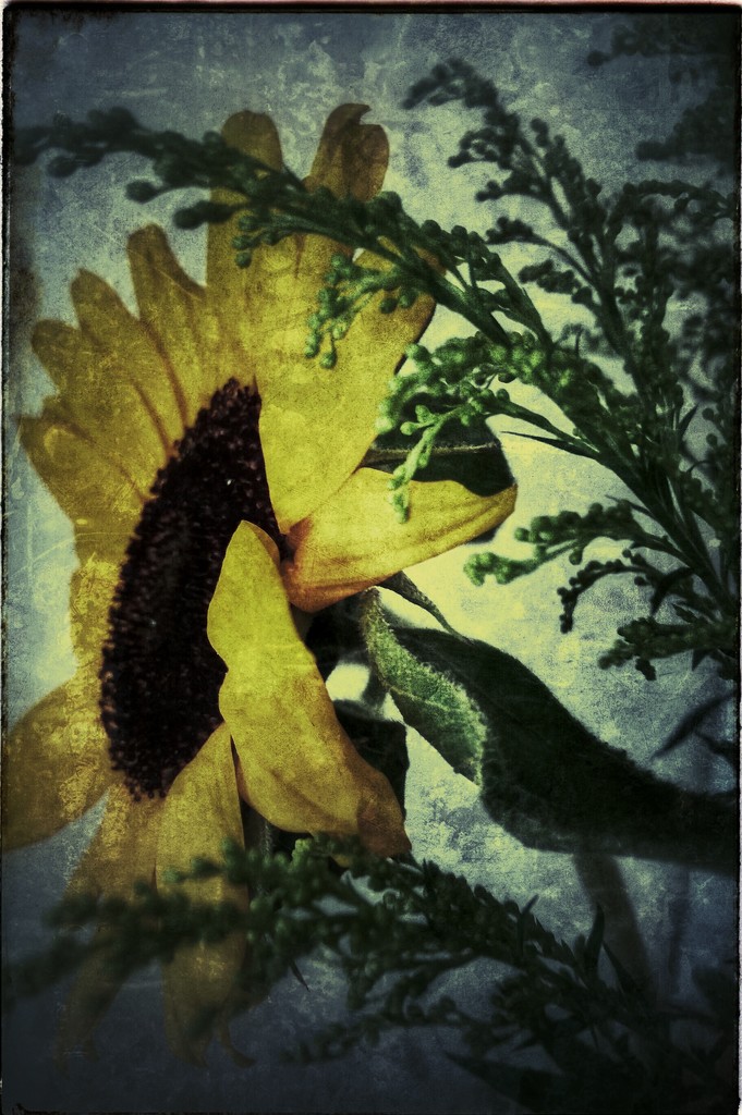 Sunflower by flygirl