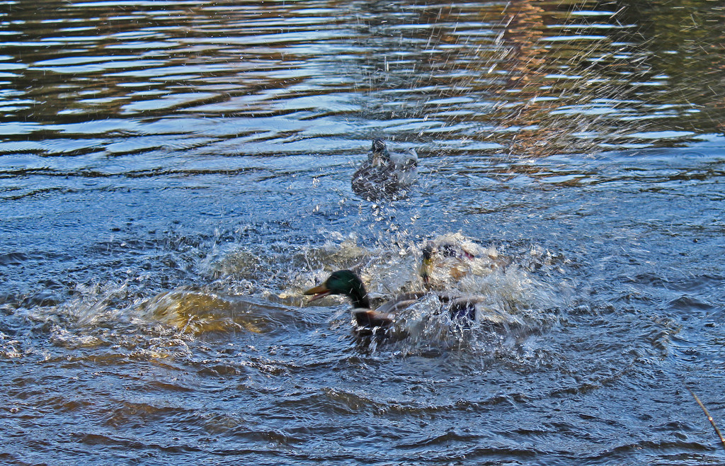 Sea battle in a pond IMG_2319 by annelis