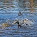 Sea battle in a pond IMG_2319 by annelis