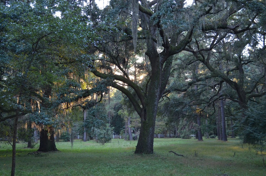 Woodland scene, Magnolia Gardens, Charleston, SC by congaree