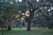 3rd Nov 2014 - Woodland scene, Magnolia Gardens, Charleston, SC