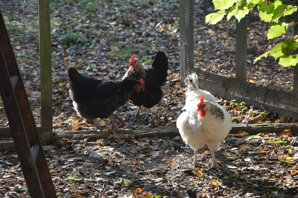 3 hens by parisouailleurs