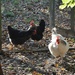3 hens by parisouailleurs