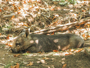 7th Oct 2014 - Wombat