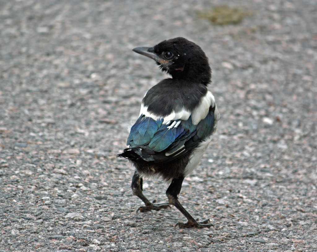 Magpie baby (Pica pica) IMG_2093 by annelis