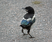 7th Jun 2014 - Magpie baby (Pica pica) IMG_2093