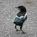 Magpie baby (Pica pica) IMG_2093 by annelis