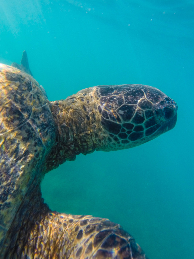 Green turtle by goosemanning