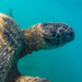 Green turtle by goosemanning