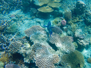 23rd Oct 2014 - Great Barrier Reef