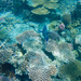 Great Barrier Reef by goosemanning