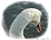 3rd Nov 2014 - Shy Swan