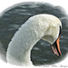 Shy Swan by carolmw