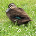 Daylesford Duck by alia_801