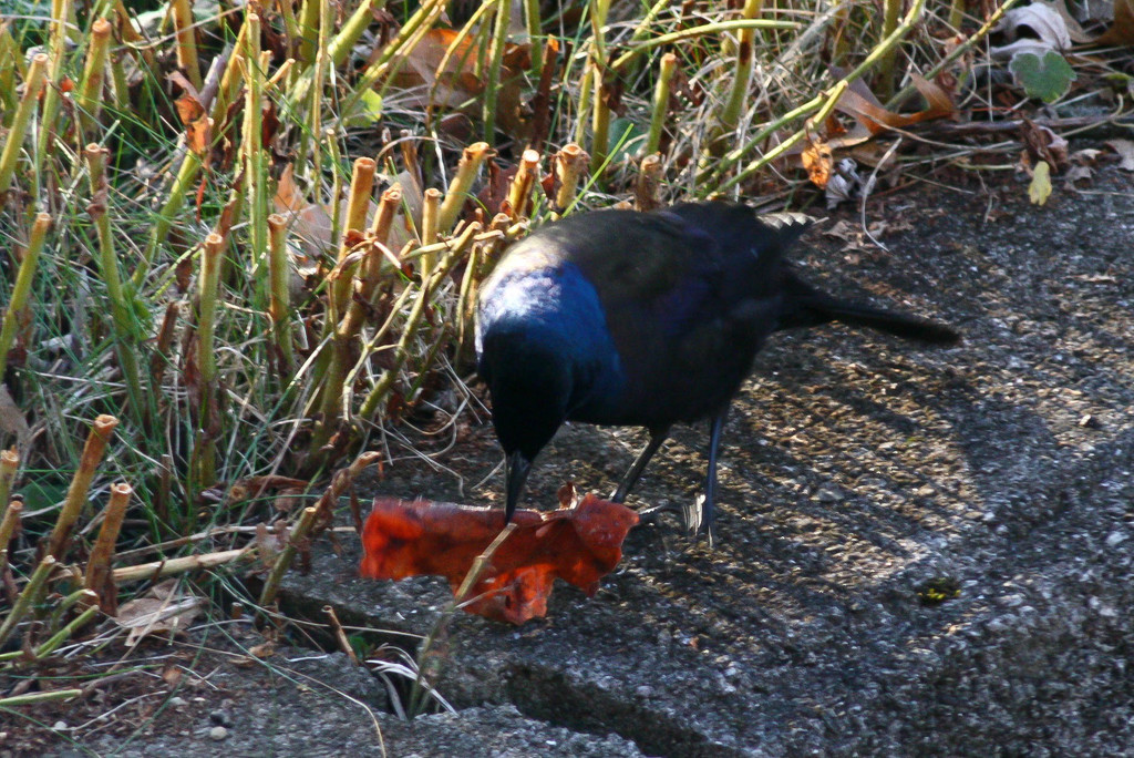 One blackbird by mittens