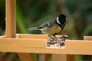 28th Sep 2014 - Great tit