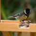 Great tit by richardcreese