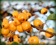 3rd Nov 2014 - Autumn fruits