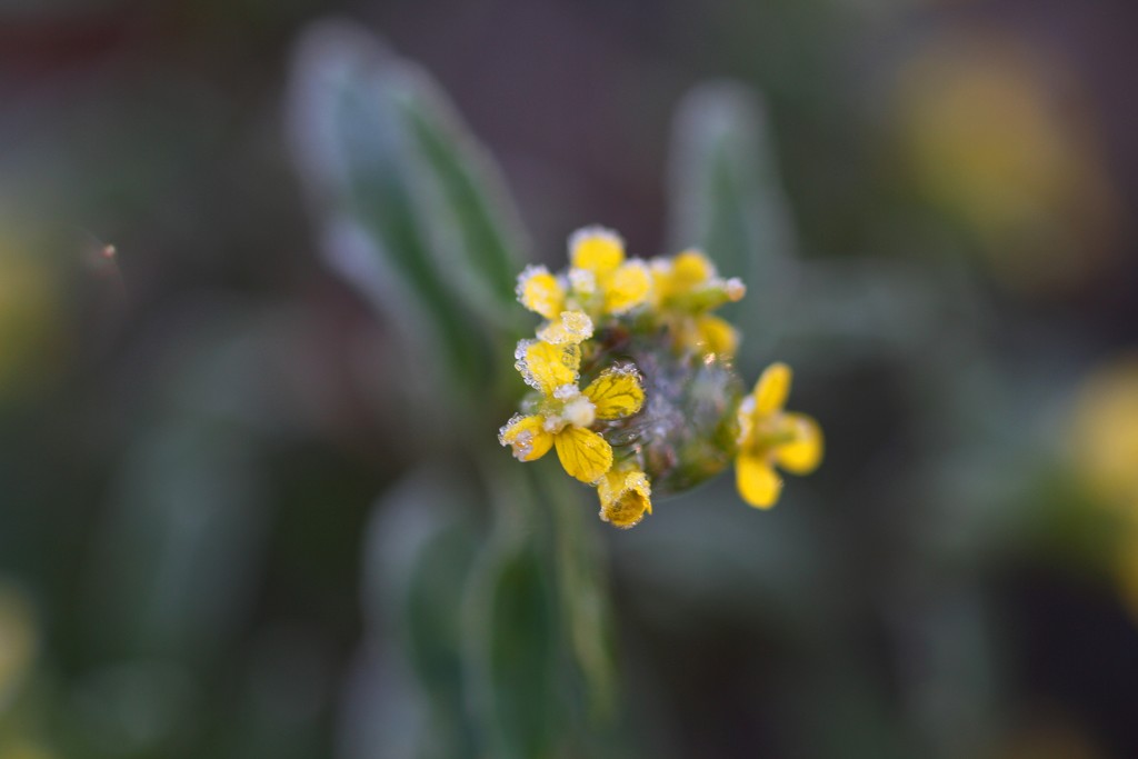Frosty yellow flower by sarahlh