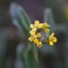 Frosty yellow flower by sarahlh