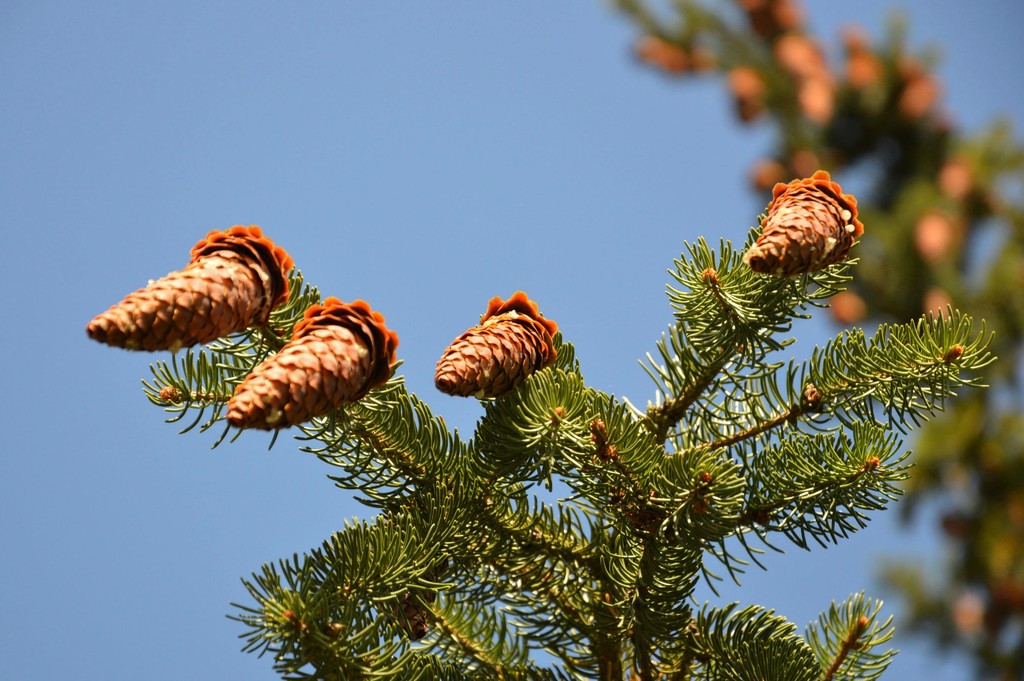 pine cones by parisouailleurs