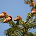 pine cones by parisouailleurs