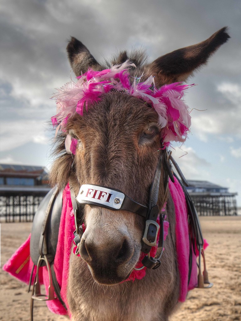 Blackpool Donkey. by gamelee