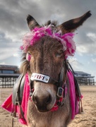 2nd Nov 2014 - Blackpool Donkey.