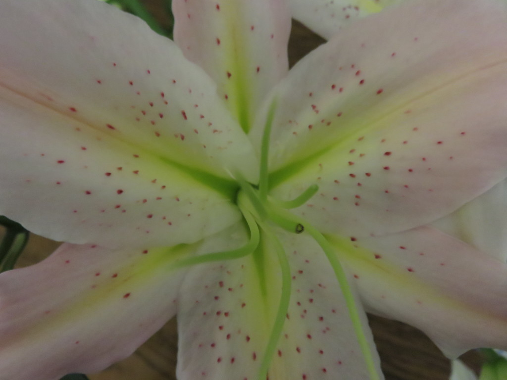 Lillies by countrylassie