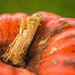 Pumpkin Head by lynne5477