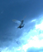 10th Oct 2014 - ...suddenly came a dove carrying a sprig