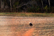 3rd Nov 2014 - Eagle on Kansas Field