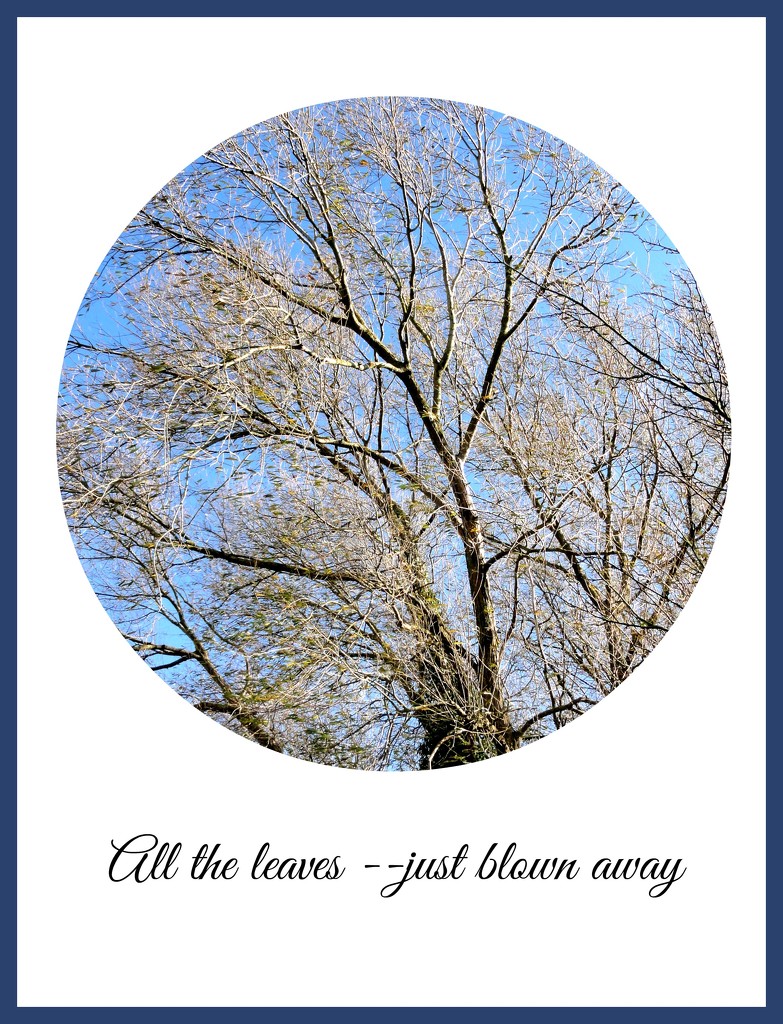 Blue sky and bare branches  by beryl