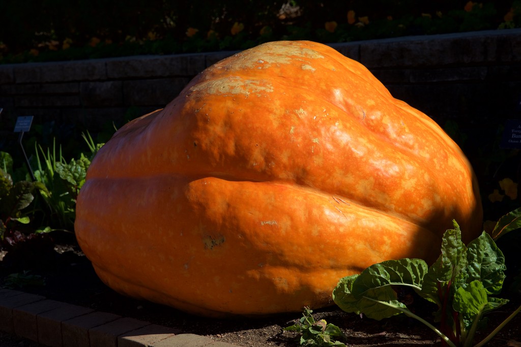 A Big Pumpkin by jyokota