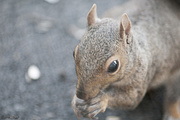 1st Nov 2014 - Baby Squirrel