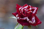 2nd Nov 2014 - Frozen Rose
