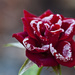 Frozen Rose by lstasel