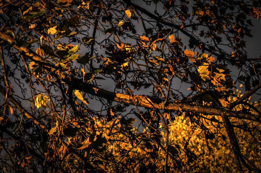 Golden light on leaves by joansmor