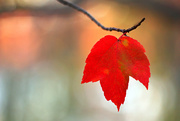 4th Nov 2014 - A Leaf 