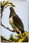 4th Nov 2014 - New Zealand's native pigeon