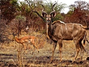 27th Oct 2014 - How do you Kudu?