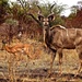 How do you Kudu? by redy4et