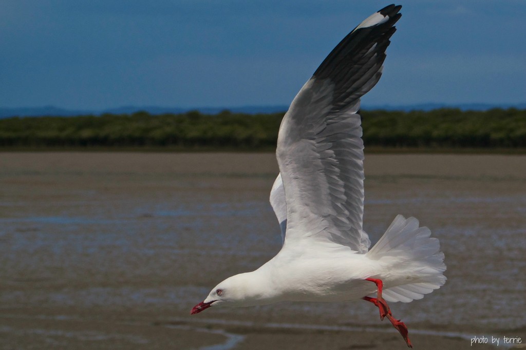 Gull over the mud flats by teodw